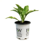 Hosta, 1gal, Shadowland, Hope Springs Eternal