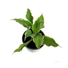Load image into Gallery viewer, Hosta, 1gal, Shadowland, Hope Springs Eternal
