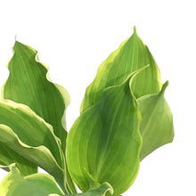 Load image into Gallery viewer, Hosta, 1gal, Shadowland, Hope Springs Eternal
