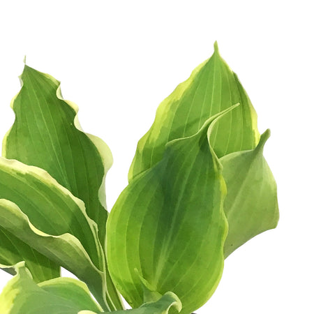Hosta, 1gal, Shadowland, Hope Springs Eternal
