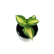 Load image into Gallery viewer, Hosta, 1gal, Shadowland, Hudson Bay
