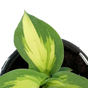 Hosta, 1gal, Shadowland, Hudson Bay