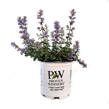 Load image into Gallery viewer, Nepeta, 1gal, Cat&#39;s Pajamas Catmint
