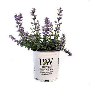 Nepeta, 1gal, Cat's Pajamas Catmint