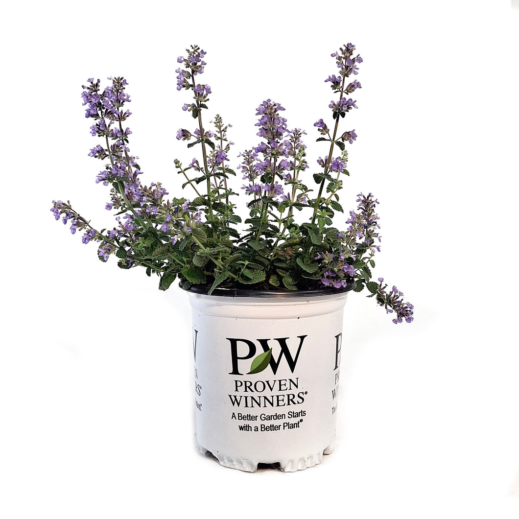 Nepeta, 1gal, Cat's Pajamas Catmint