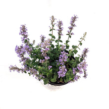 Load image into Gallery viewer, Nepeta, 1gal, Cat&#39;s Pajamas Catmint
