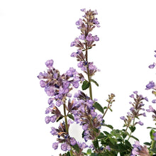 Load image into Gallery viewer, Nepeta, 1gal, Cat&#39;s Pajamas Catmint
