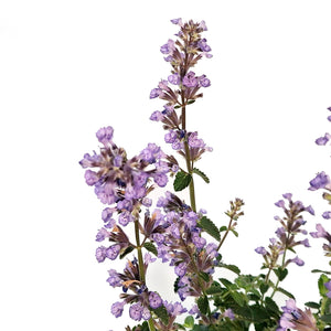 Nepeta, 1gal, Cat's Pajamas Catmint