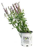 Salvia, 1 gal, Pink Profusion
