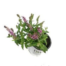 Load image into Gallery viewer, Salvia, 1 gal, Pink Profusion
