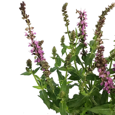 Salvia, 1 gal, Pink Profusion