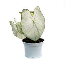 Load image into Gallery viewer, Caladium, 6in,  Moonlight
