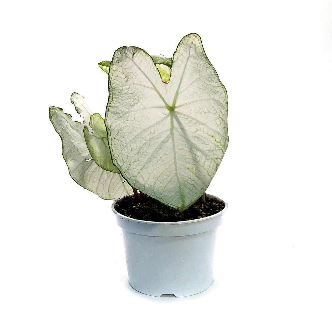 Caladium, 6in,  Moonlight