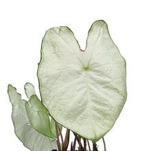 Load image into Gallery viewer, Caladium, 6in,  Moonlight
