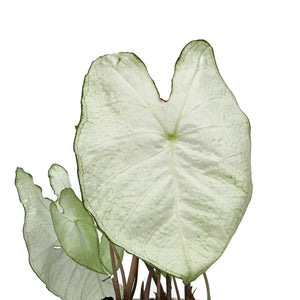 Caladium, 6in,  Moonlight