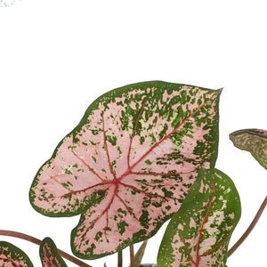 Caladium, 6in, Pink Beauty