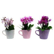 Load image into Gallery viewer, Orchid, 4in, Trio Garden Planter
