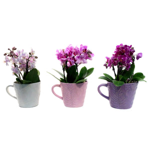 Orchid, 4in, Trio Garden Planter