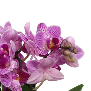 Orchid, 4in, Trio Garden Planter