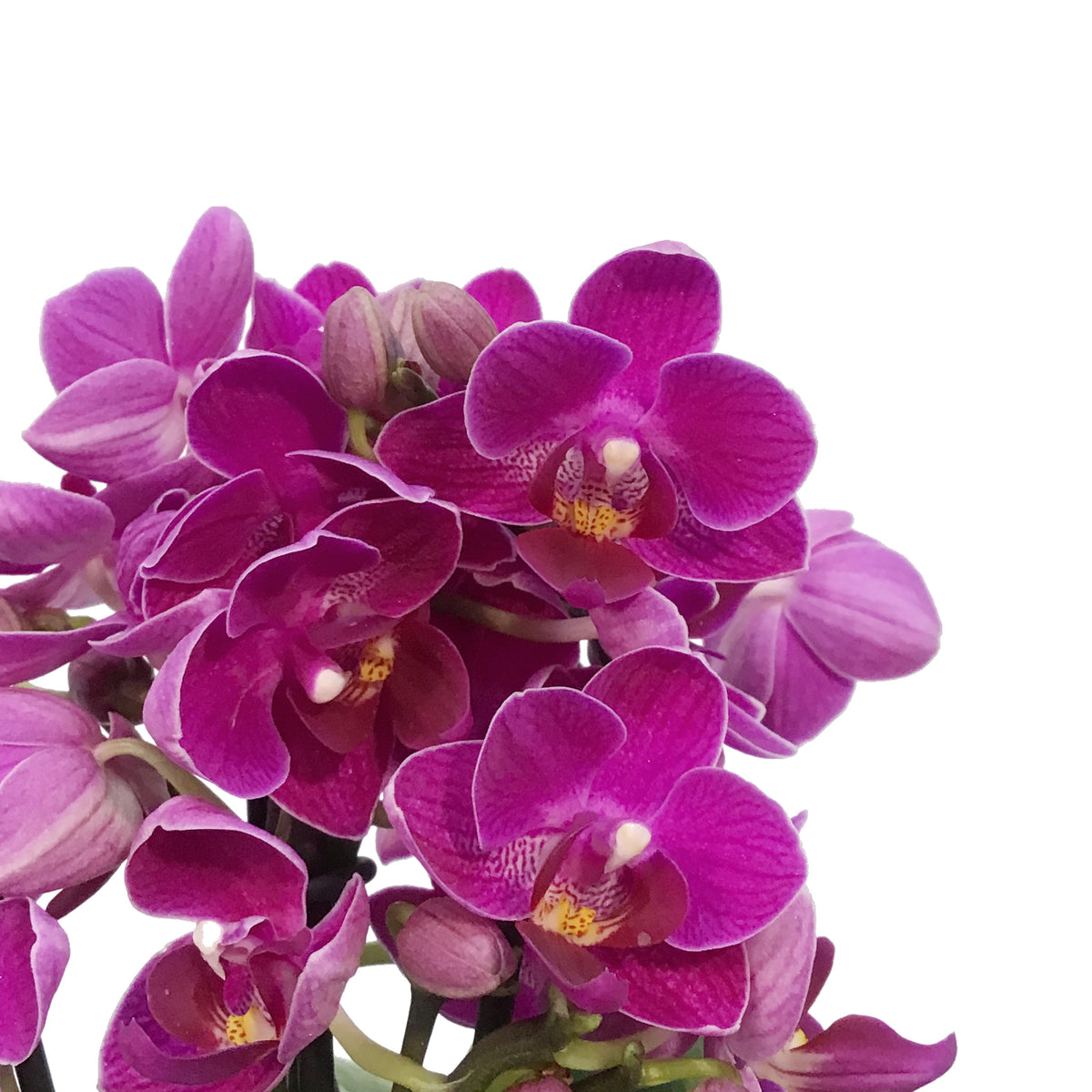 Orchid, 4in, Trio Garden Planter