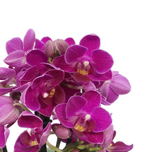 Load image into Gallery viewer, Orchid, 4in, Trio Garden Planter
