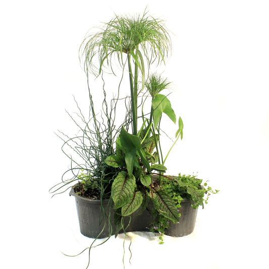 Aquabasket Planter Deluxe, 20in, Cyperus