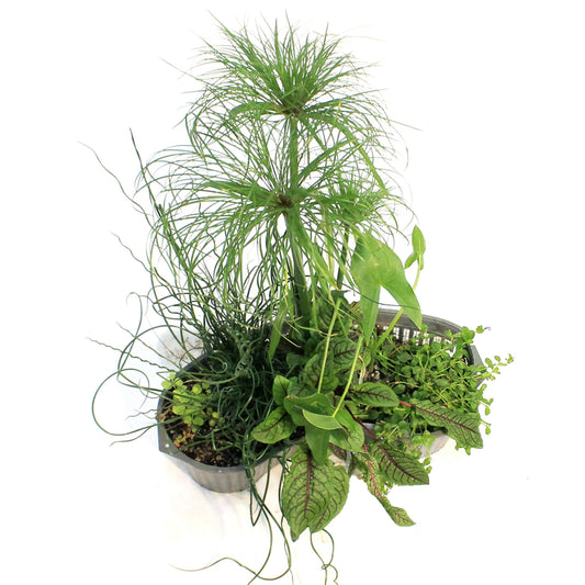 Aquabasket Planter Deluxe, 20in, Cyperus