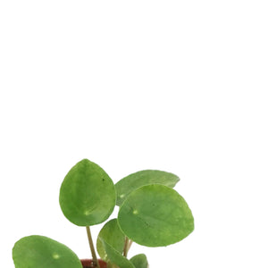 Pilea, 2in, Peperomioides