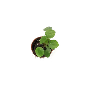 Pilea, 2in, Peperomioides