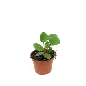 Pilea, 2in, Peperomioides
