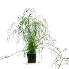 Load image into Gallery viewer, Cyperus, 5in, Umbrella Palm
