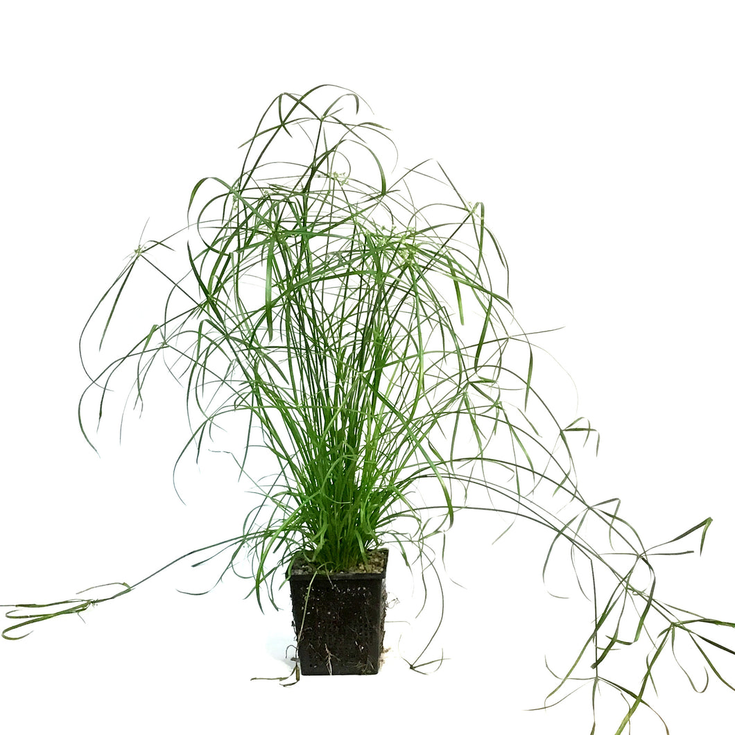 Cyperus, 5in, Umbrella Palm