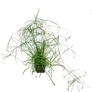 Cyperus, 5in, Umbrella Palm