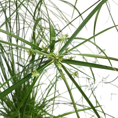 Cyperus, 5in, Umbrella Palm