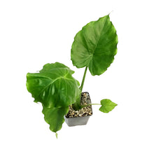 Load image into Gallery viewer, Alocasia, 5in, California
