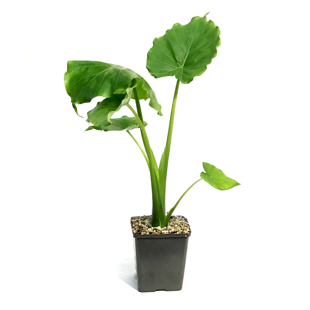 Alocasia, 5in, California