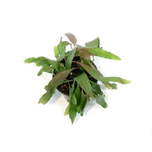 Load image into Gallery viewer, Cactus, 4in, Rhipsalis Burchelli (Mistletoe Cact.)
