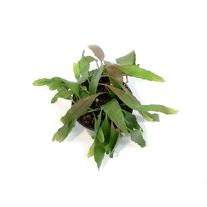 Cactus, 4in, Rhipsalis Burchelli (Mistletoe Cact.)