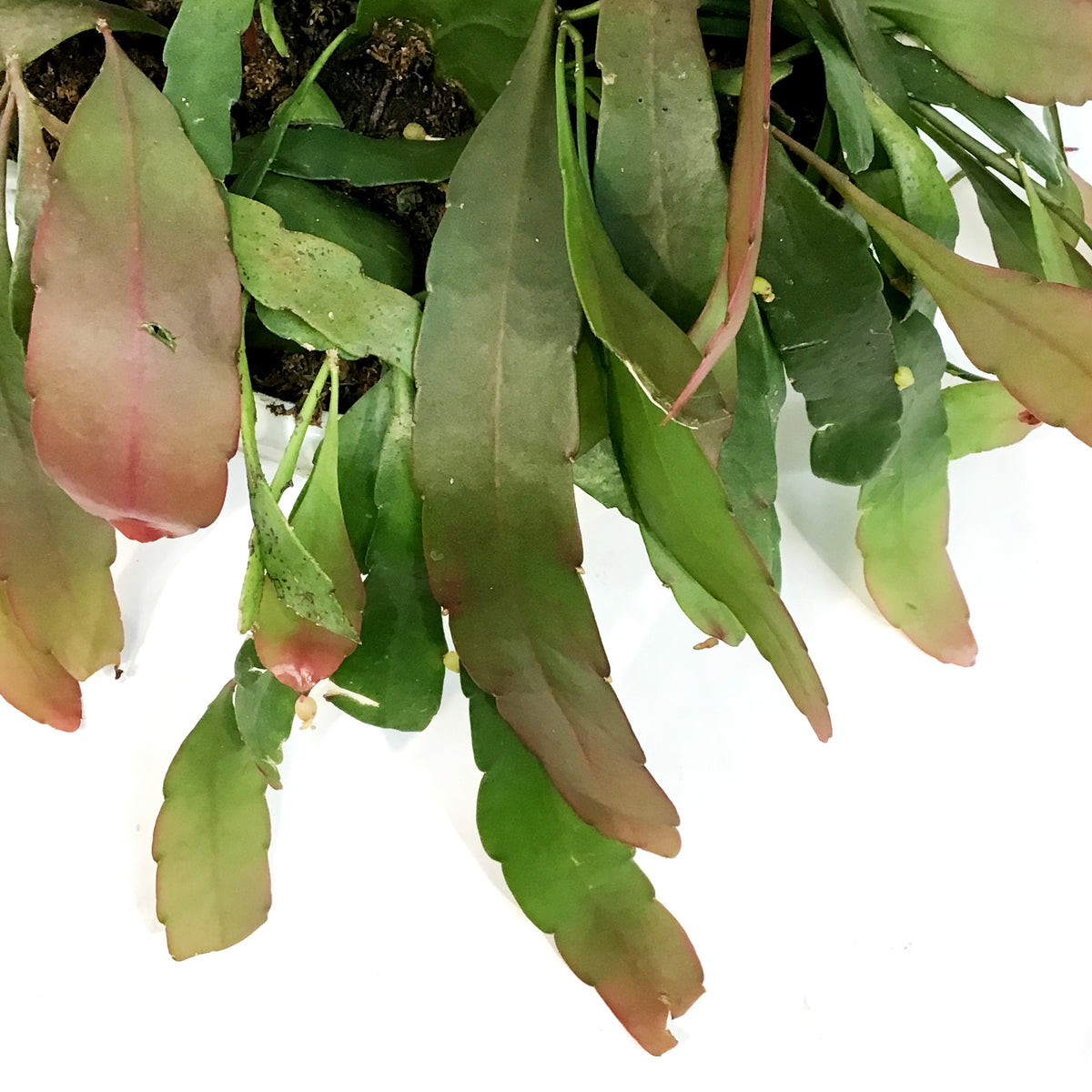 Cactus, 7.5in,  (Mistletoe Cact.), HB