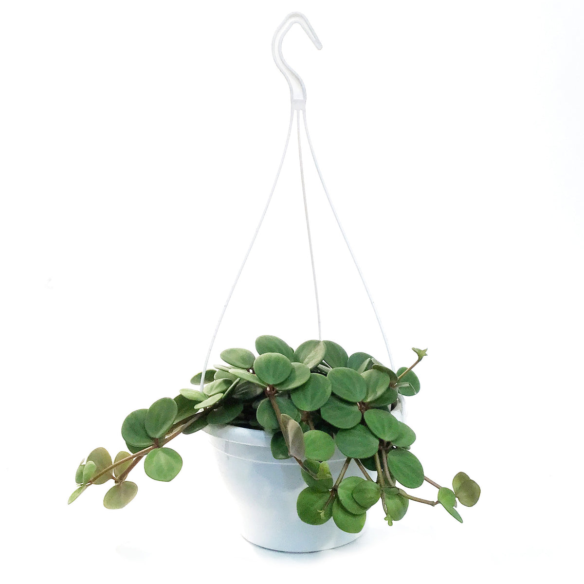 Peperomia, 7.5in, Hope, Hanging Basket