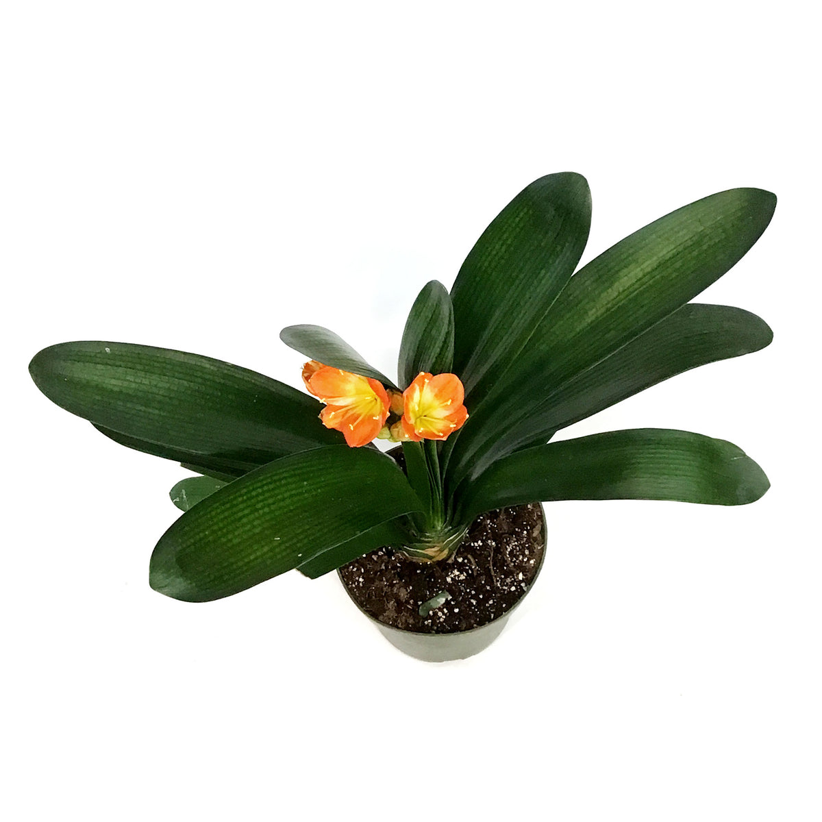 Clicia, 7.5in, Orange