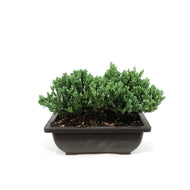 Bonsai, 6in, Juniper