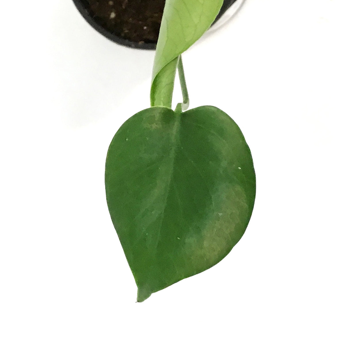 Philodendron, 4in, Split Leaf