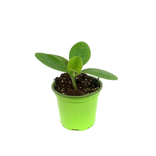 Funky Foods Squash, 4in,Accorn Mashed Potato