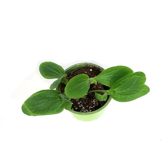 Funky Foods Zucchini, 4in,Chiffion