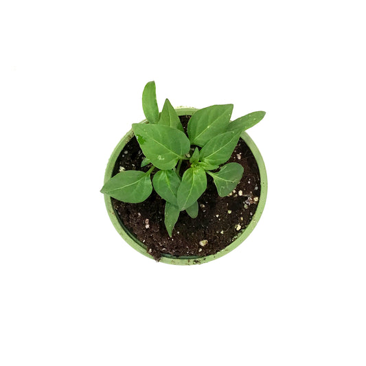 Funky Foods Pepperi, 4in,Candy Cane Red