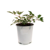 Astilbe, 1 gal Cappuccino