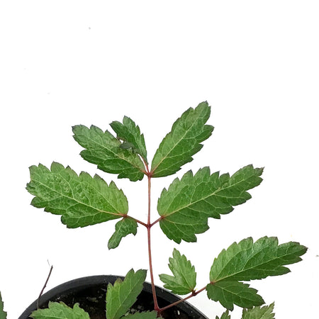 Astilbe, 1 gal Cappuccino