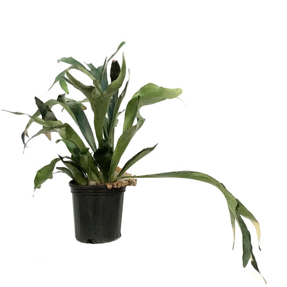 Fern, 10in, Staghorn