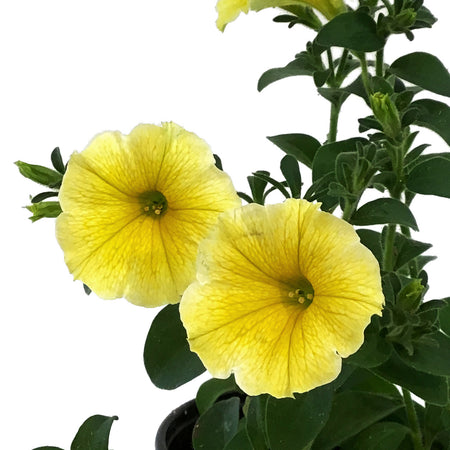 Annual, 5in, Jumbo, Bees Knees